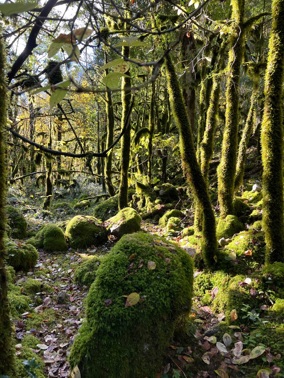 Абхазия. Релакс и экскурсии, тур на 4 дня (8/86)