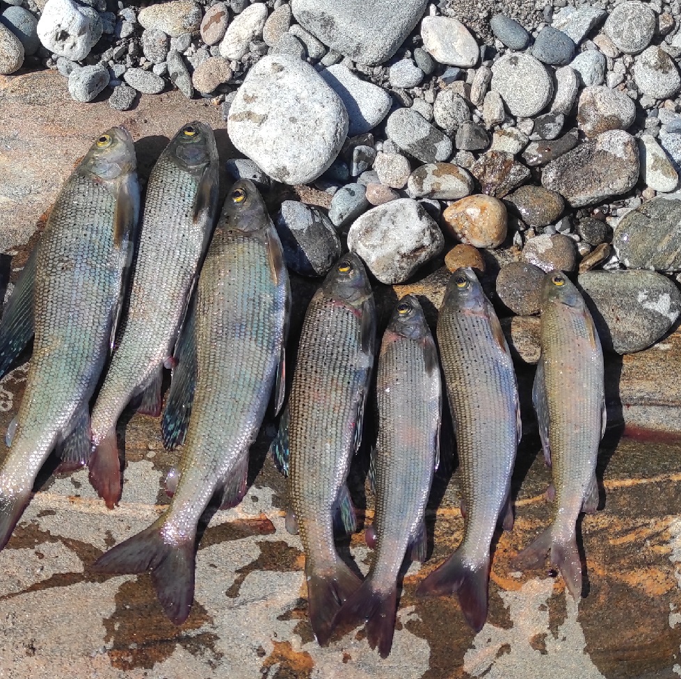 Трофейная Рыбалка На Горной Реке (14/25)