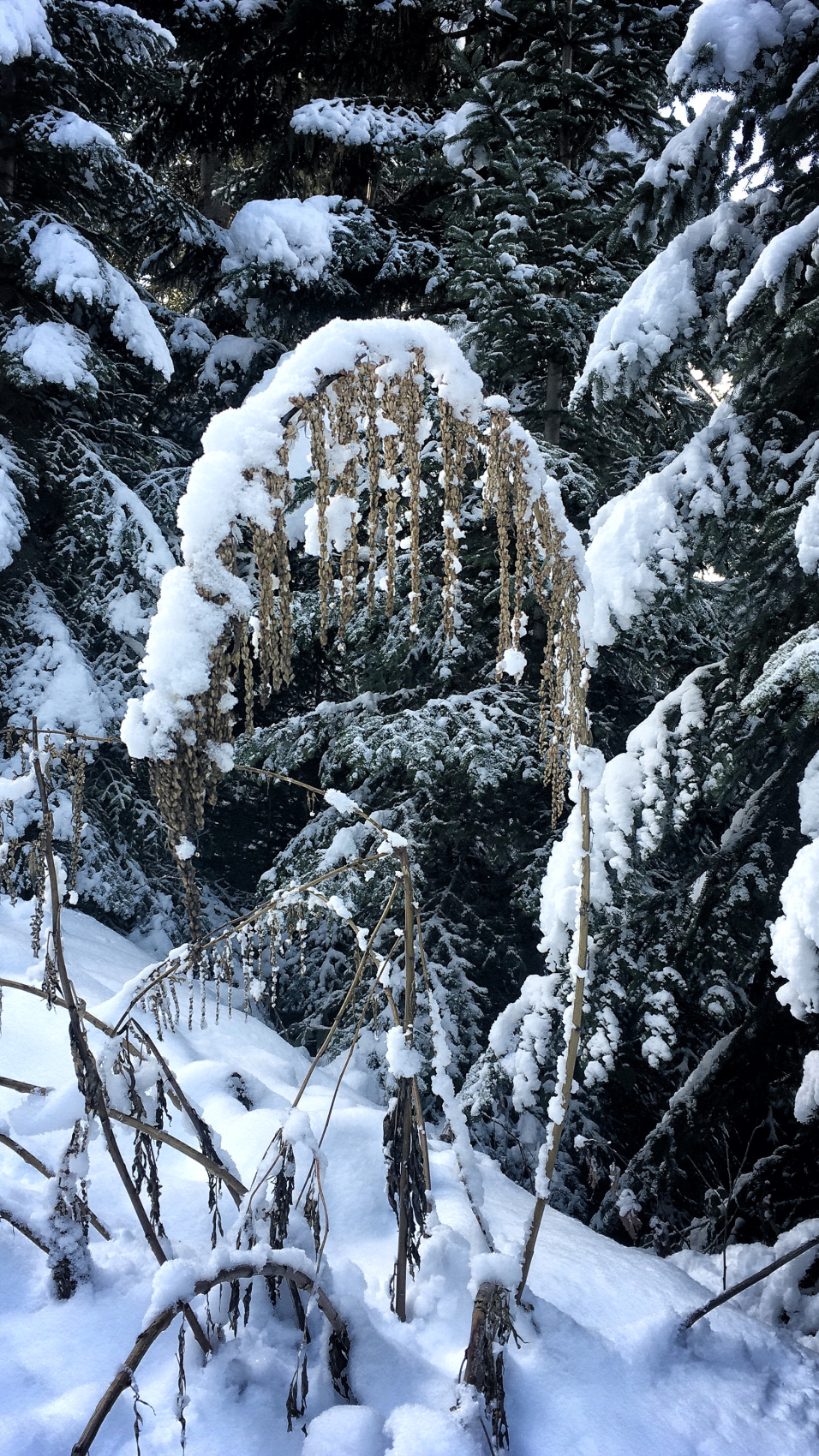 Новогодняя сказка Сванети (3/37)