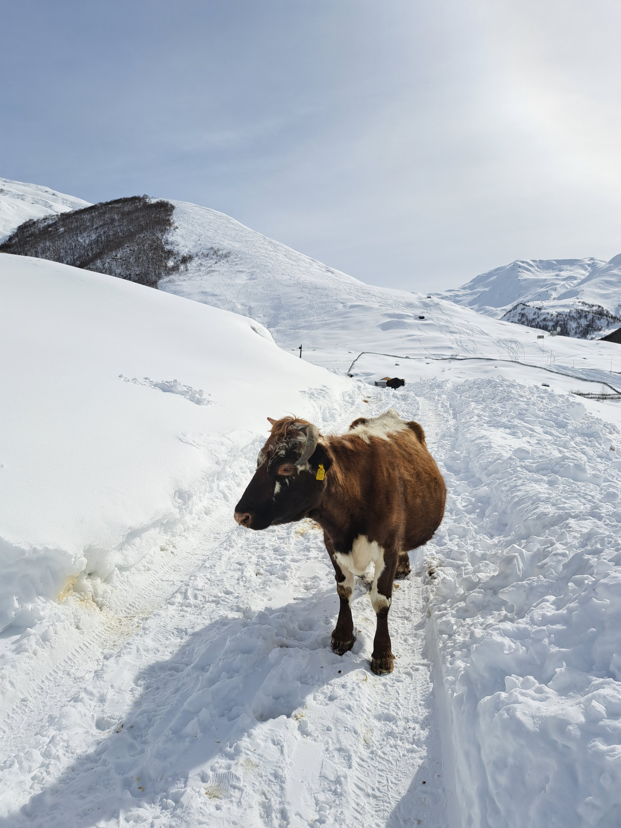 Новогодняя сказка Сванети (4/37)