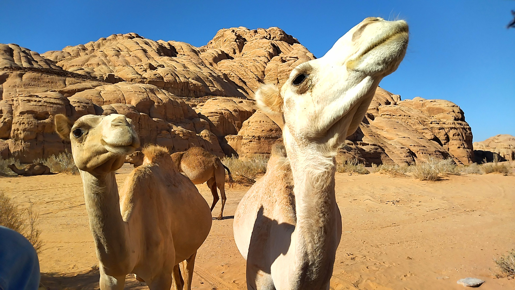 Путешествие Мечты по Иордании! (4/94)