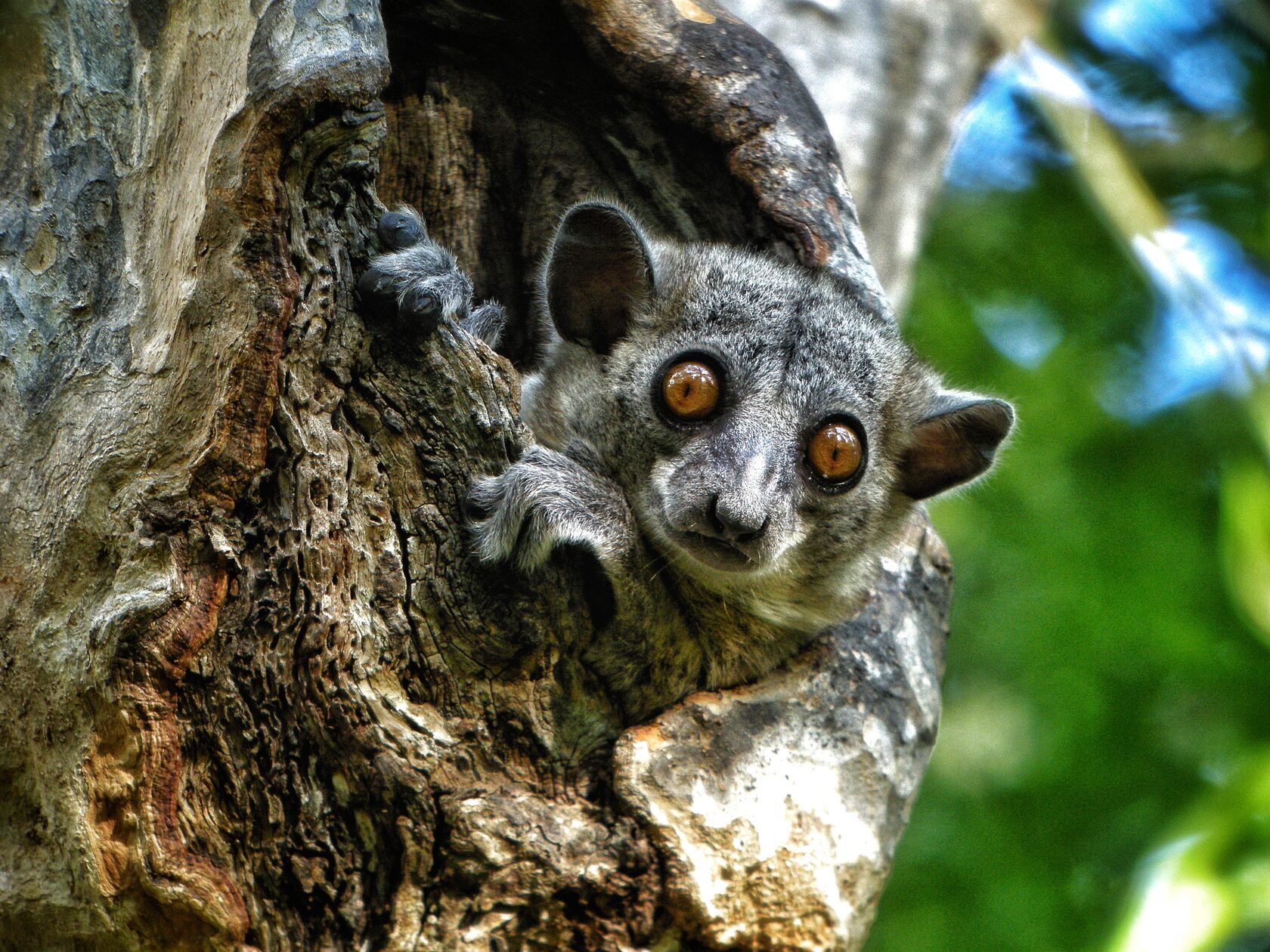 Мадагаскар: киты, пираты, лемуры, мертвецы и каменный лес (15/71)