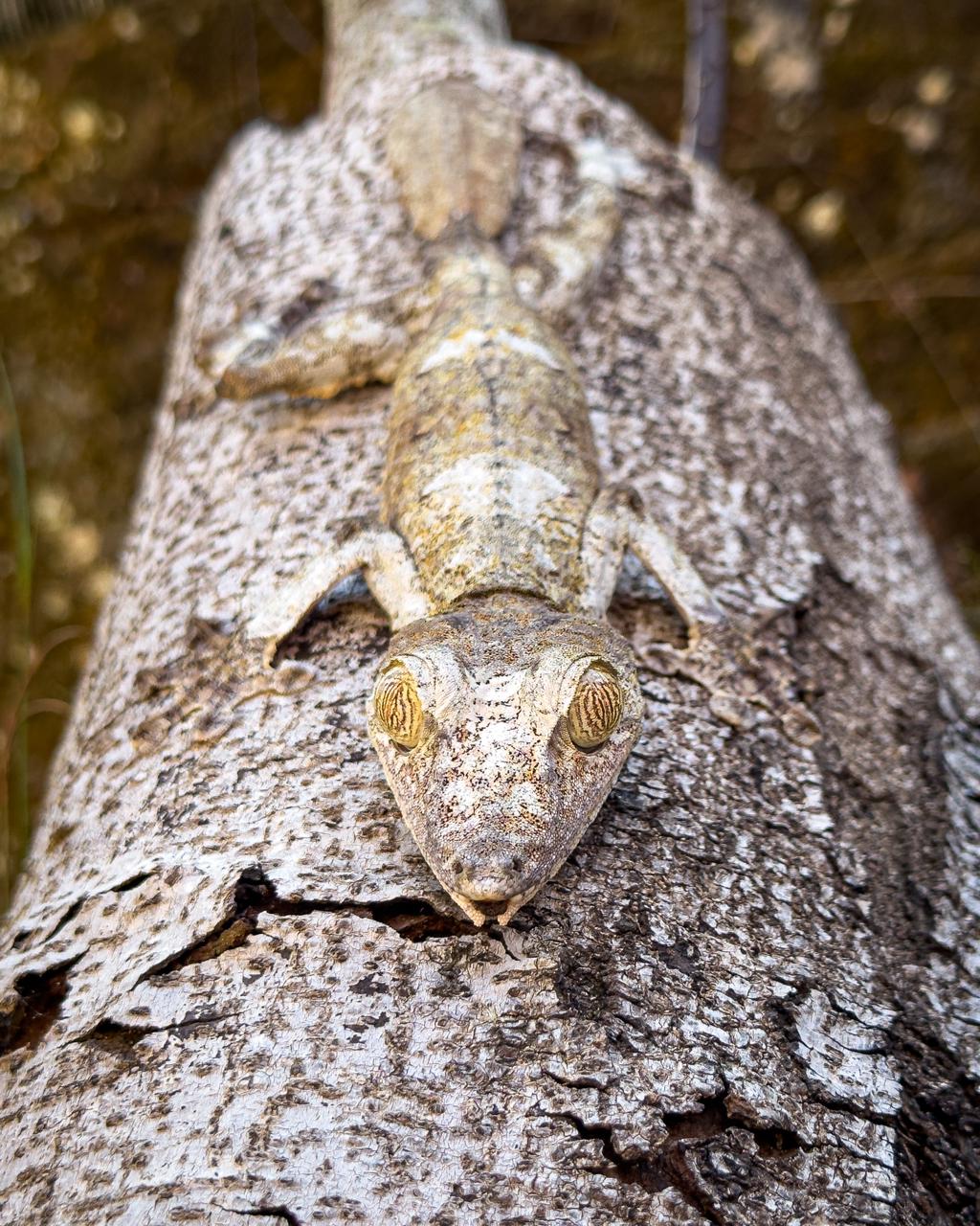 Мадагаскар: киты, пираты, лемуры, мертвецы и каменный лес (26/71)