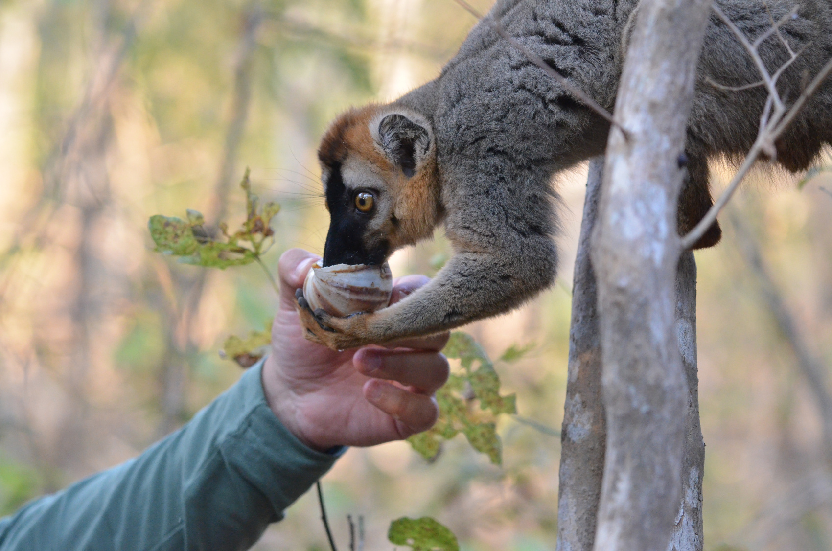 Мадагаскар: киты, пираты, лемуры, мертвецы и каменный лес (20/71)
