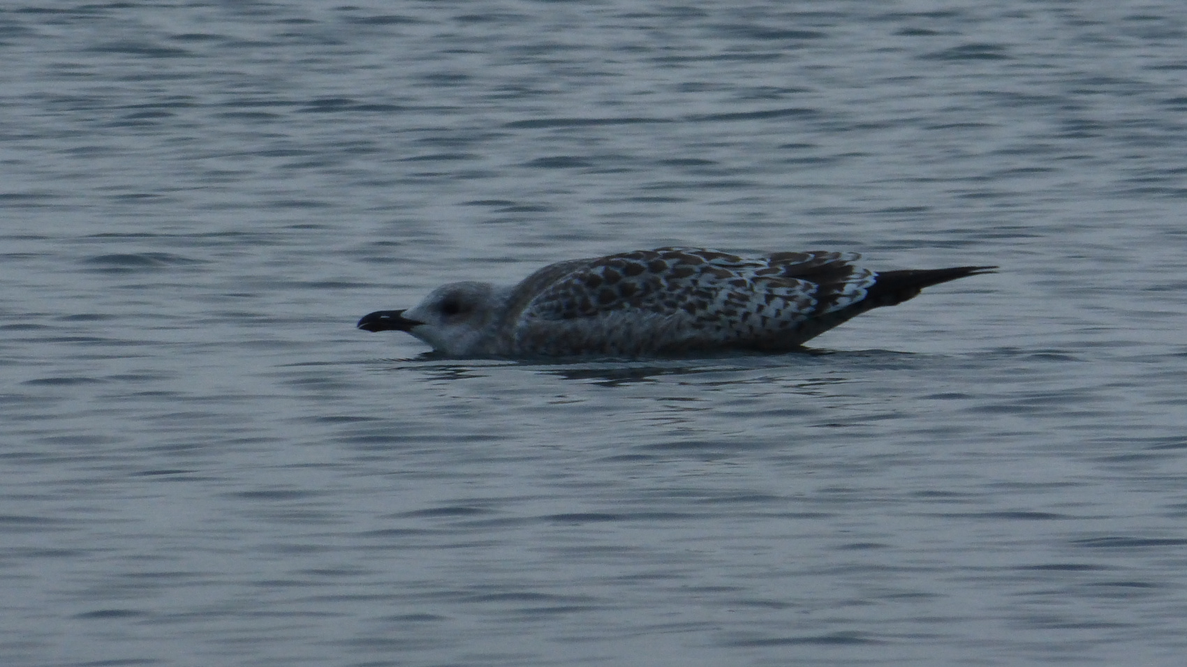 Байкальская тропа и горы Хамар-Дабана (31/49)
