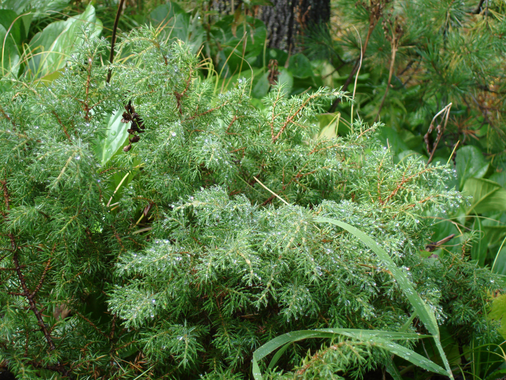 Байкальская тропа и горы Хамар-Дабана (8/49)