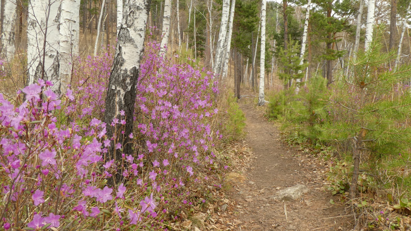 Байкальская тропа и горы Хамар-Дабана (48/49)