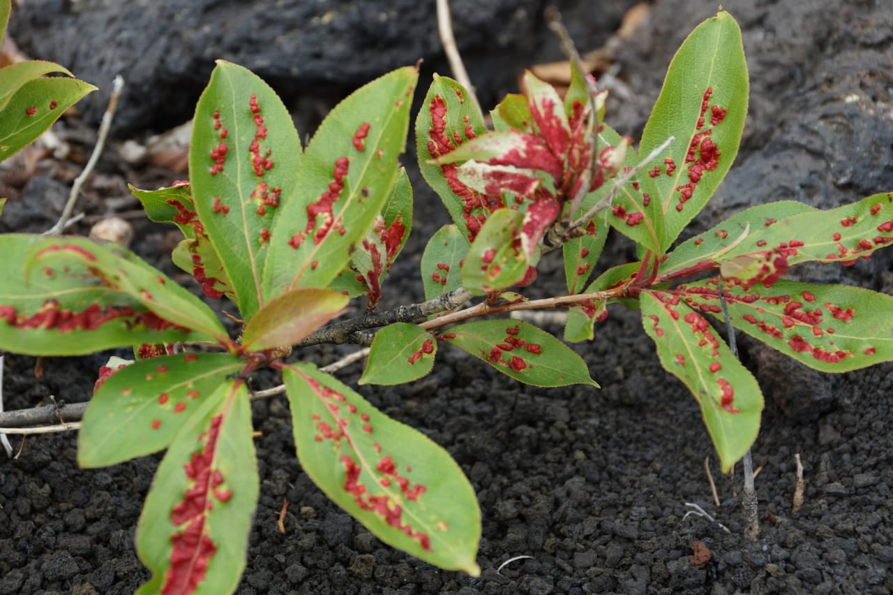 Страна извержений ! Толбачик- другая планета (11/44)