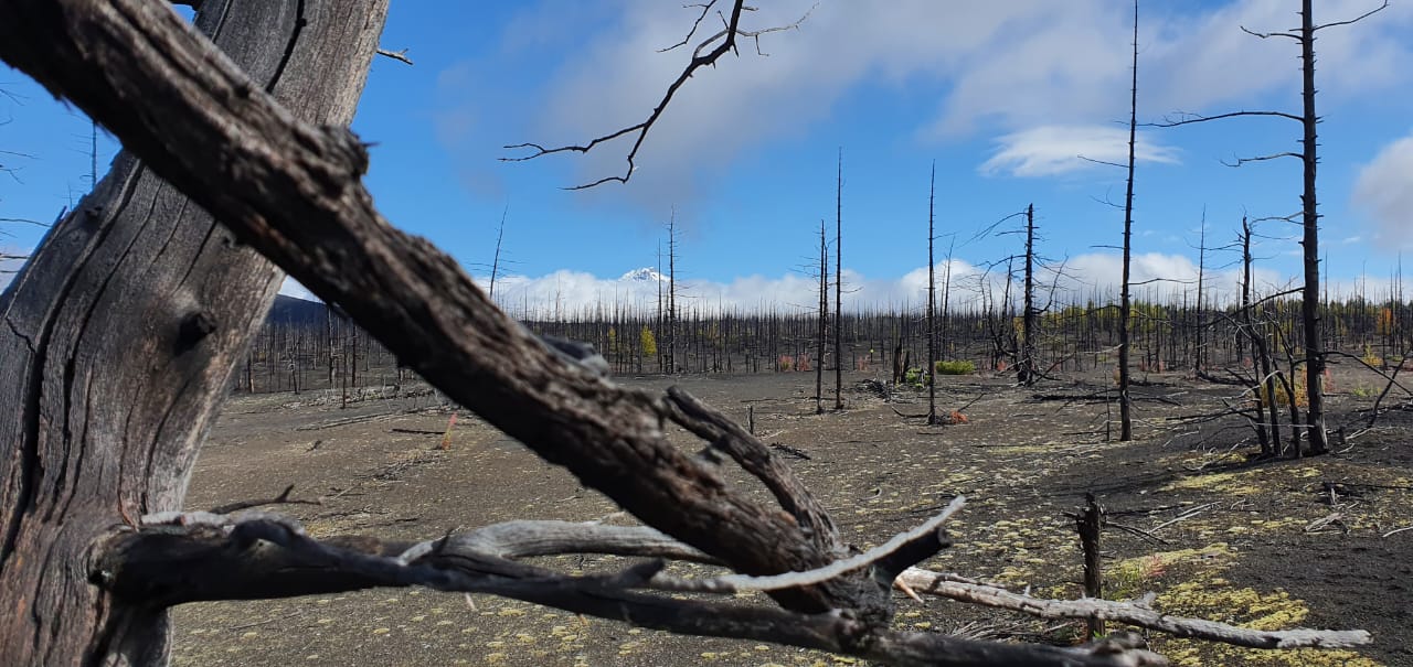 Огненный Толбачик (7/41)