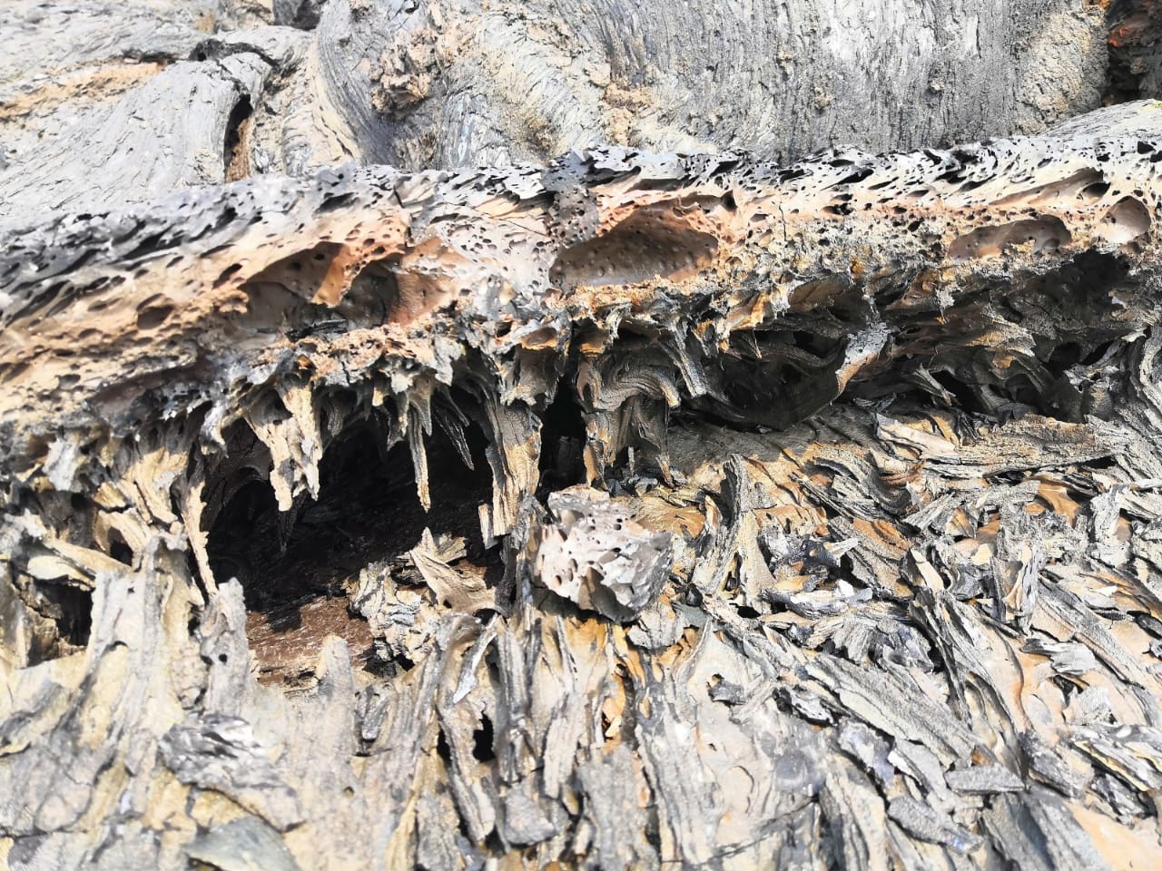 Вулкан Толбачик - 3 ночи  4 дня (9/38)