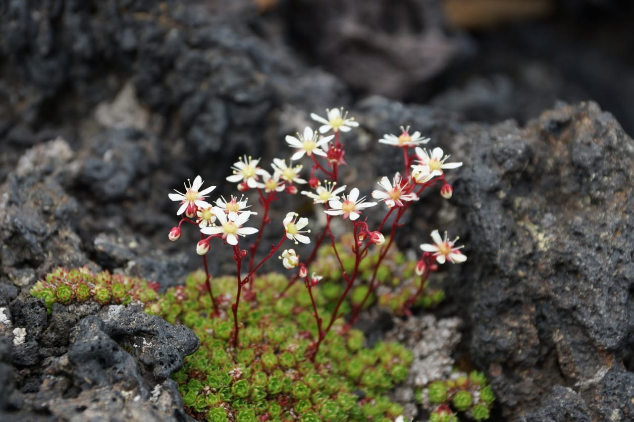 Страна извержений ! Толбачик- другая планета (6/44)