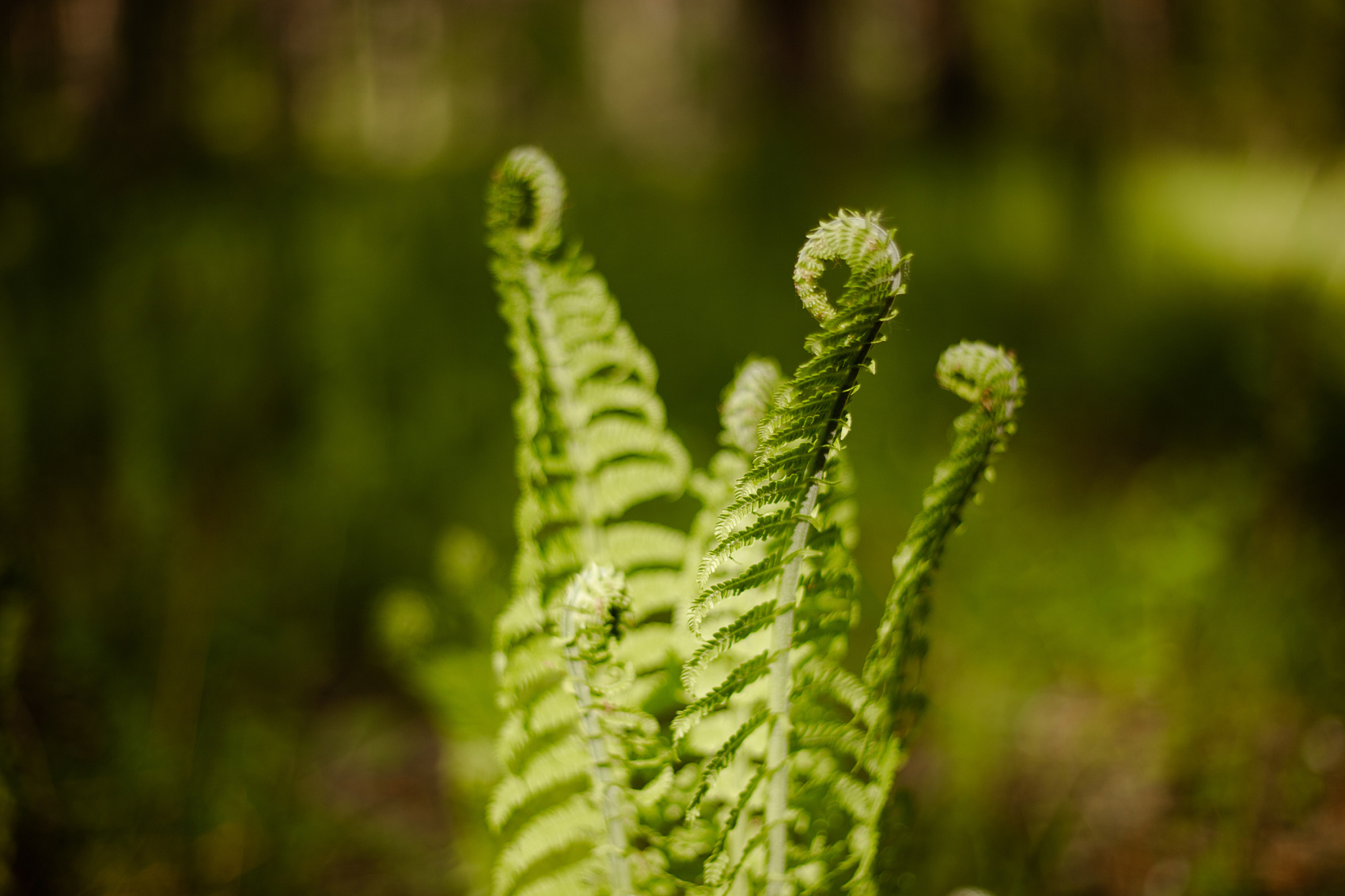Цветение Маральника В Чемале - 2026. Чемал, Катунь, конные прогулки, пещеры. (39/81)
