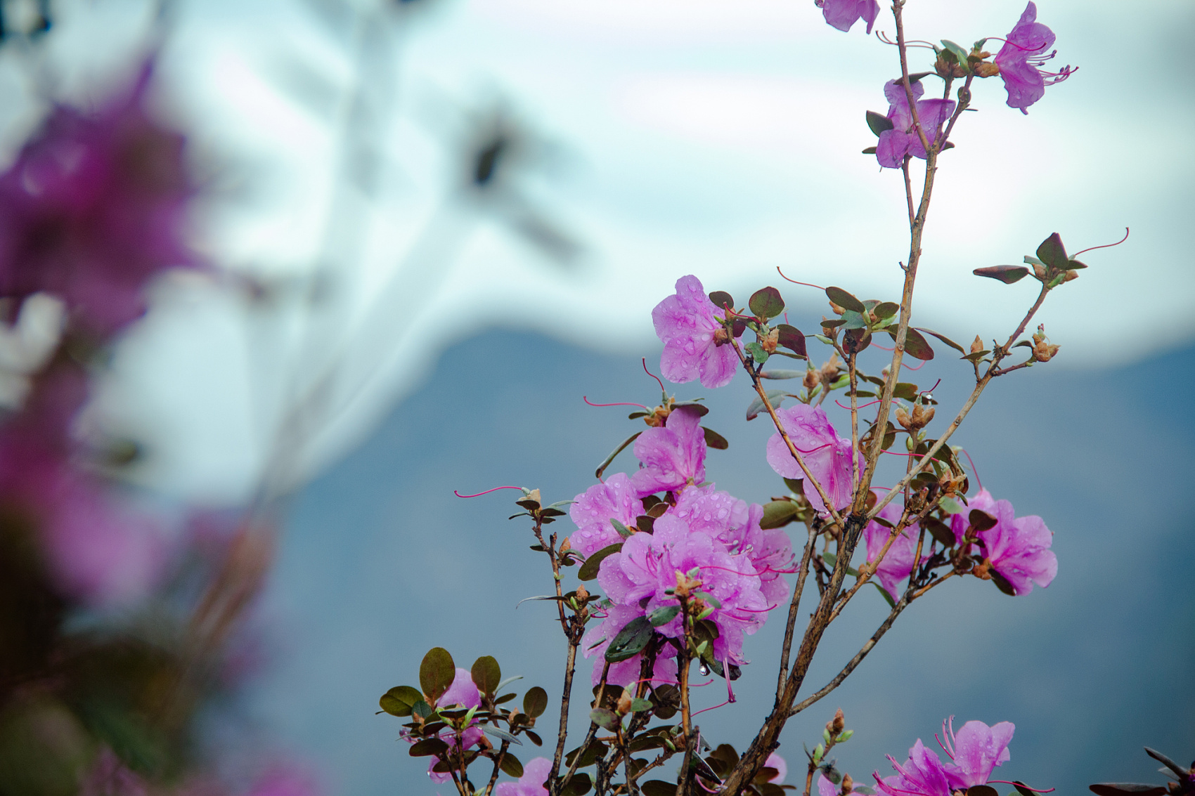 Цветение Маральника В Чемале - 2026. Чемал, Катунь, конные прогулки, пещеры. (20/81)