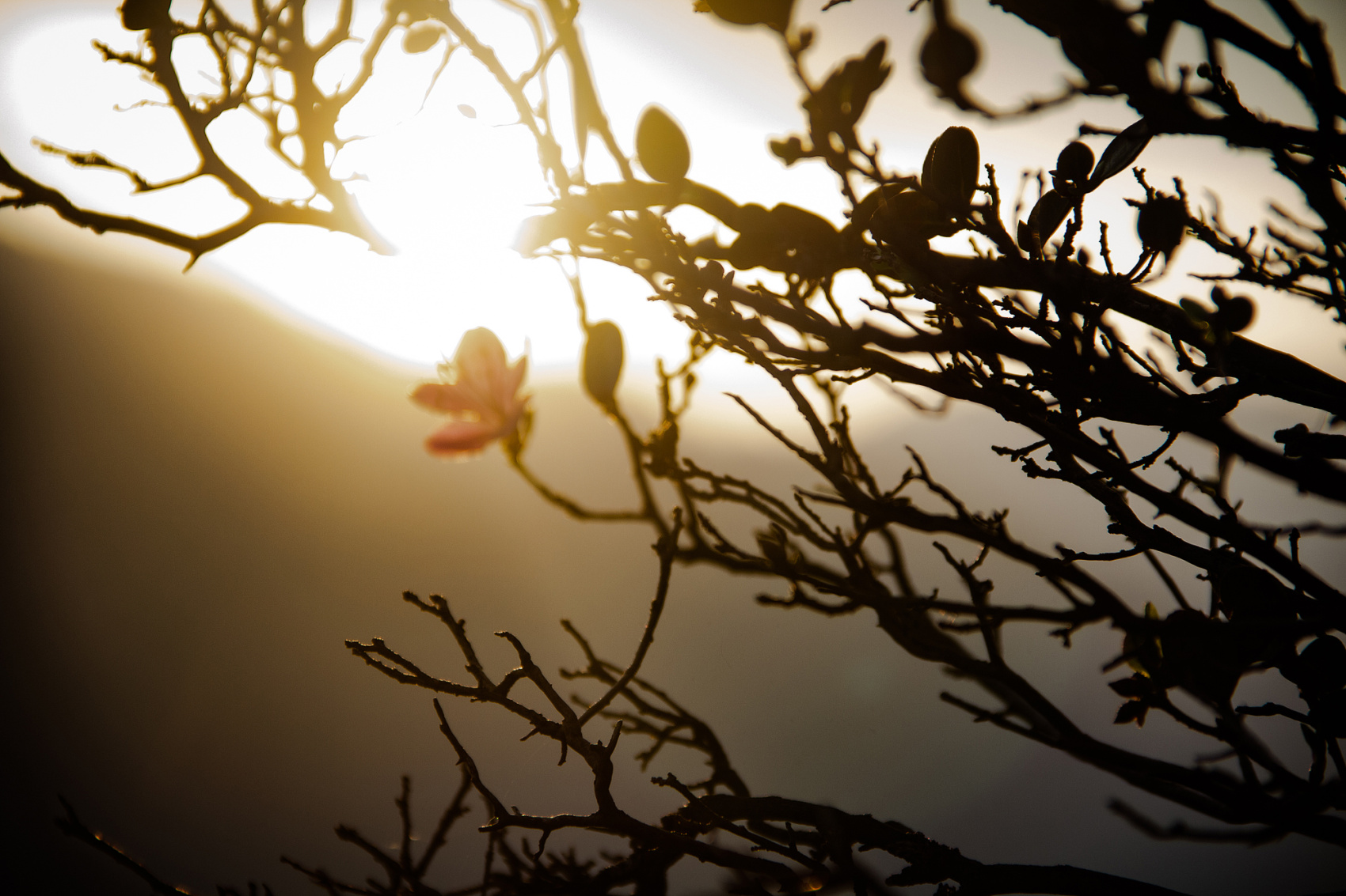 Цветение Маральника В Чемале - 2026. Чемал, Катунь, конные прогулки, пещеры. (35/81)