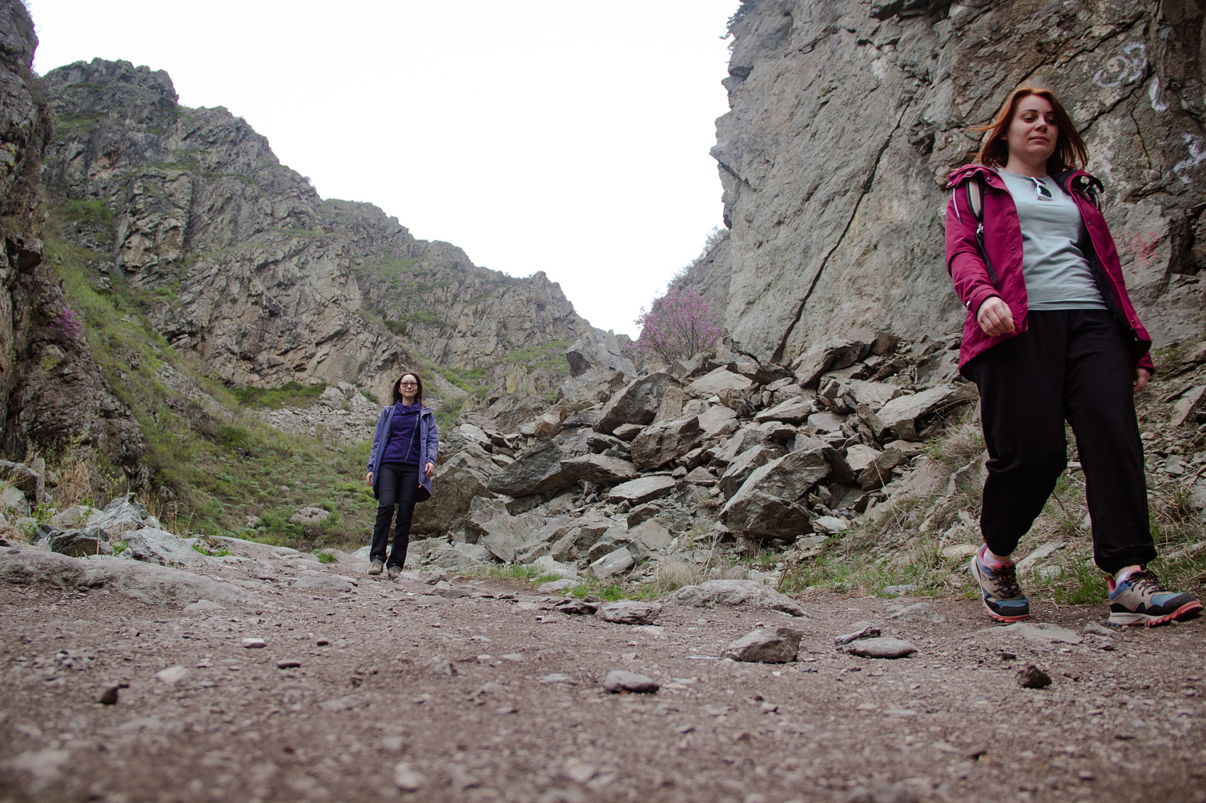 Цветение Маральника В Чемале - 2026. Чемал, Катунь, конные прогулки, пещеры. (12/81)