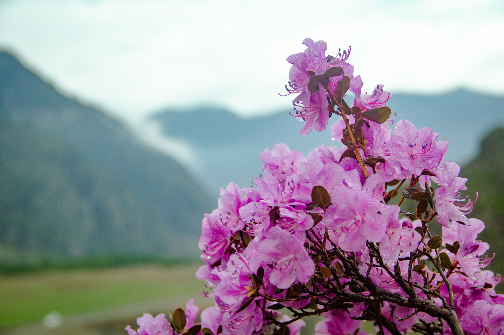Цветение Маральника В Чемале - 2026. Чемал, Катунь, конные прогулки, пещеры. (26/81)