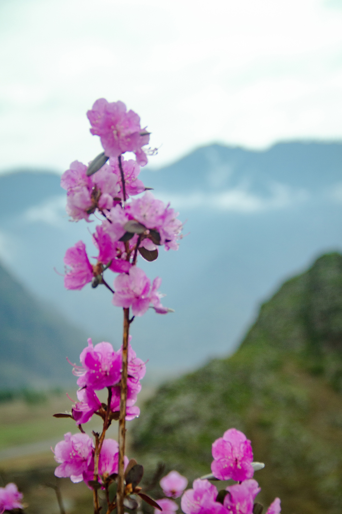 Цветение Маральника В Чемале - 2026. Чемал, Катунь, конные прогулки, пещеры. (25/81)