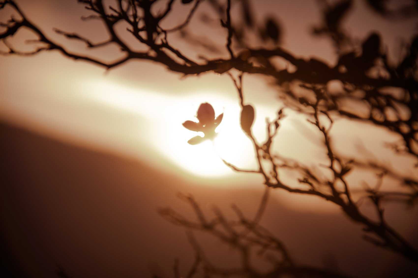 Цветение Маральника В Чемале - 2026. Чемал, Катунь, конные прогулки, пещеры. (36/81)