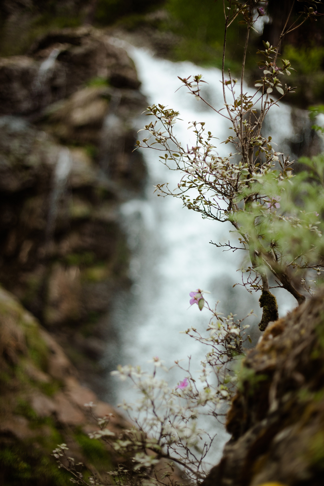 Цветение Маральника В Чемале - 2026. Чемал, Катунь, конные прогулки, пещеры. (67/81)