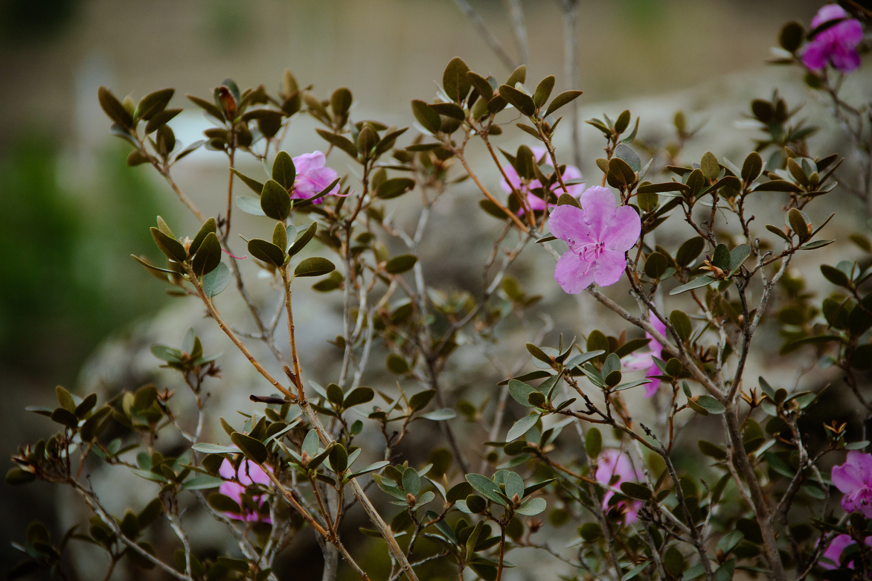 Цветение Маральника В Чемале - 2026. Чемал, Катунь, конные прогулки, пещеры. (7/81)