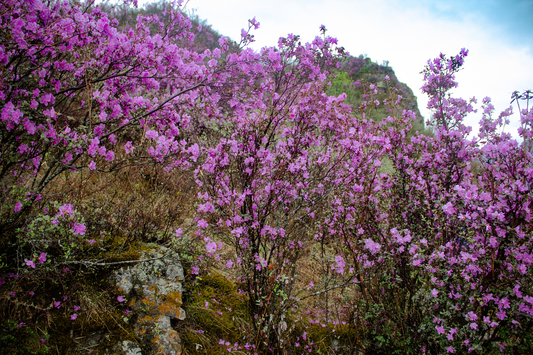 Цветение Маральника В Чемале - 2026. Чемал, Катунь, конные прогулки, пещеры. (14/81)