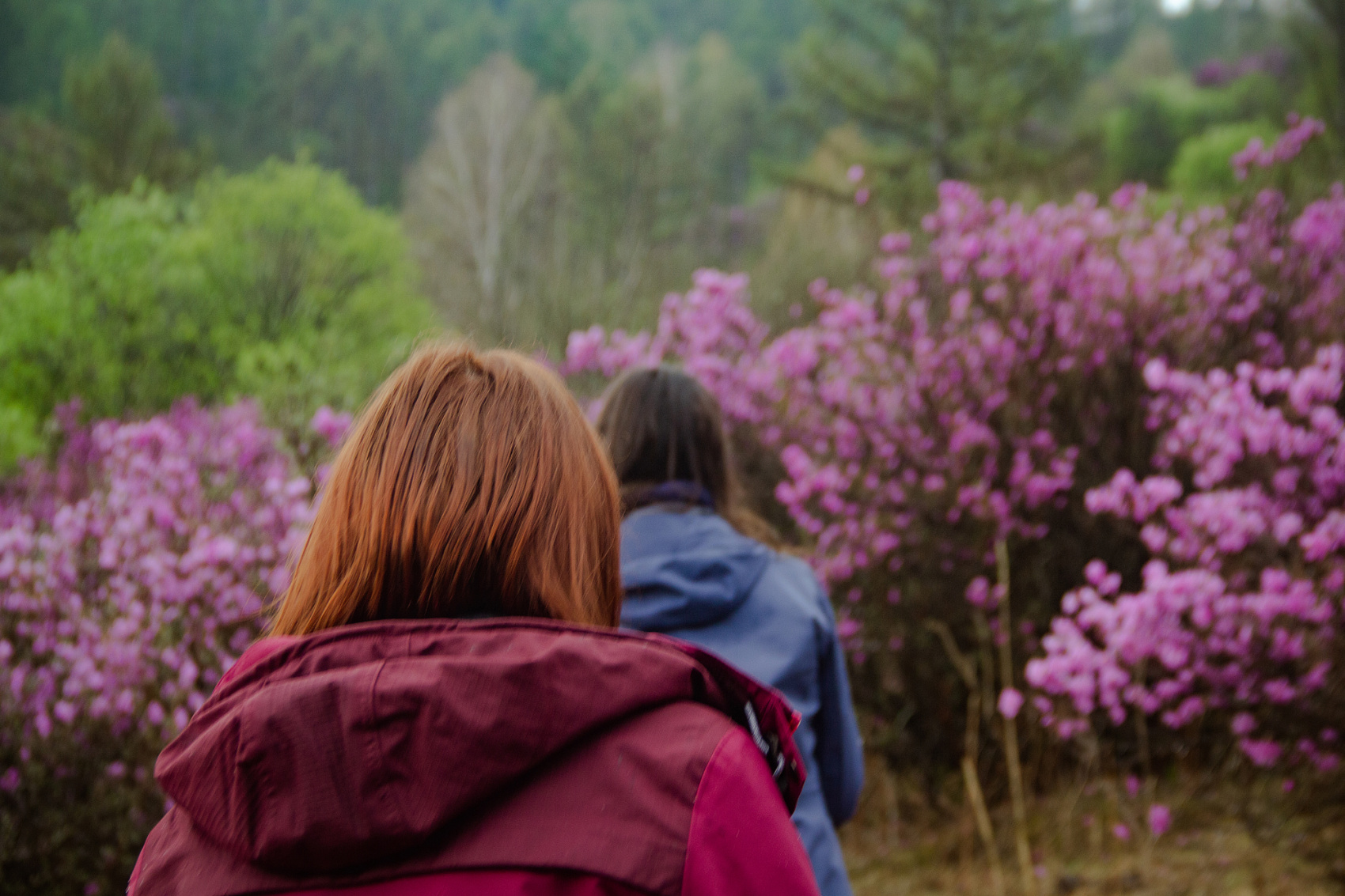 Цветение Маральника В Чемале - 2026. Чемал, Катунь, конные прогулки, пещеры. (22/81)