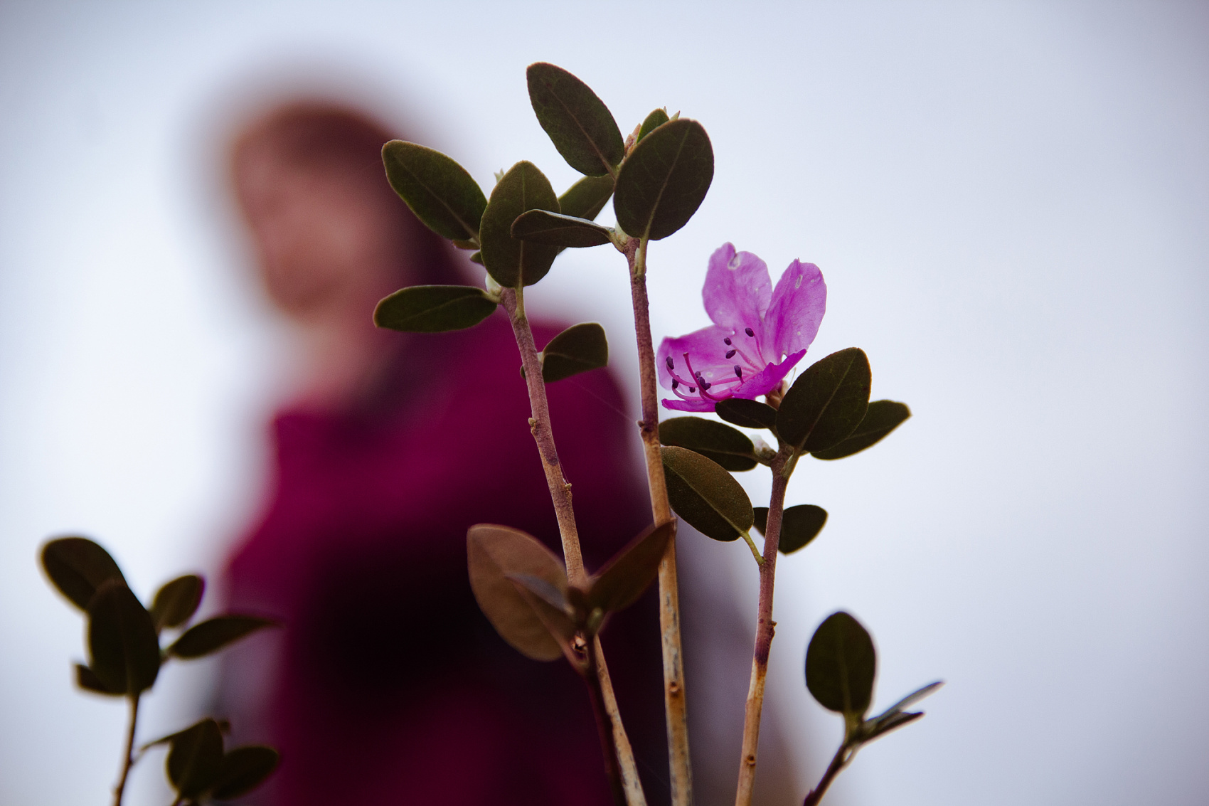 Цветение Маральника В Чемале - 2026. Чемал, Катунь, конные прогулки, пещеры. (6/81)