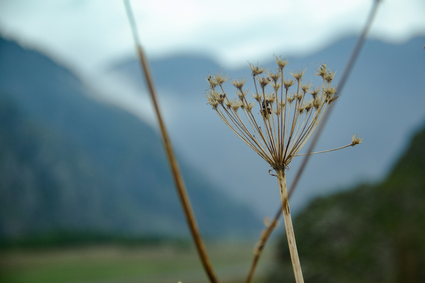 Цветение Маральника В Чемале - 2026. Чемал, Катунь, конные прогулки, пещеры. (28/81)