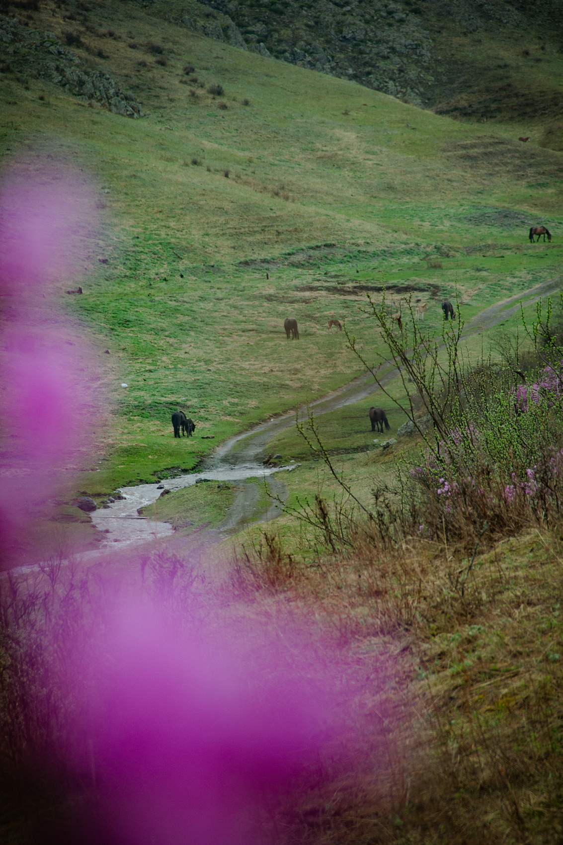 Цветение Маральника В Чемале - 2026. Чемал, Катунь, конные прогулки, пещеры. (27/81)