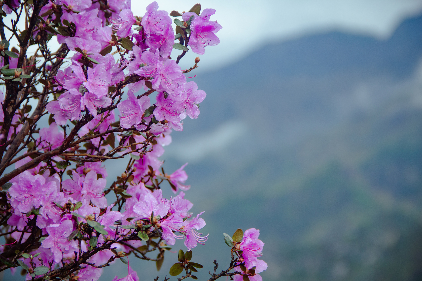 Цветение Маральника В Чемале - 2026. Чемал, Катунь, конные прогулки, пещеры. (17/81)