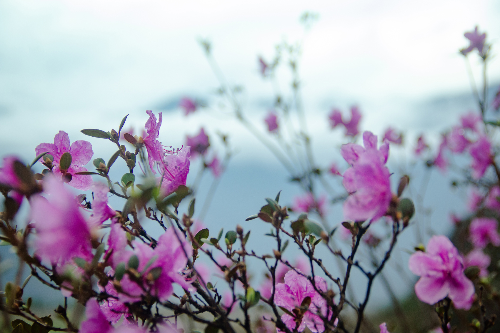 Цветение Маральника В Чемале - 2026. Чемал, Катунь, конные прогулки, пещеры. (21/81)