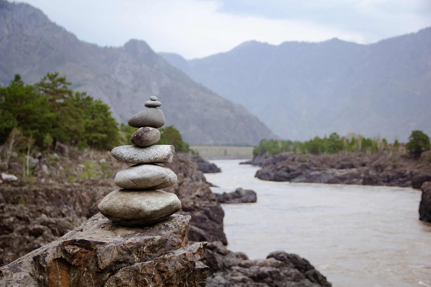 Цветение Маральника В Чемале - 2026. Чемал, Катунь, конные прогулки, пещеры. (5/81)
