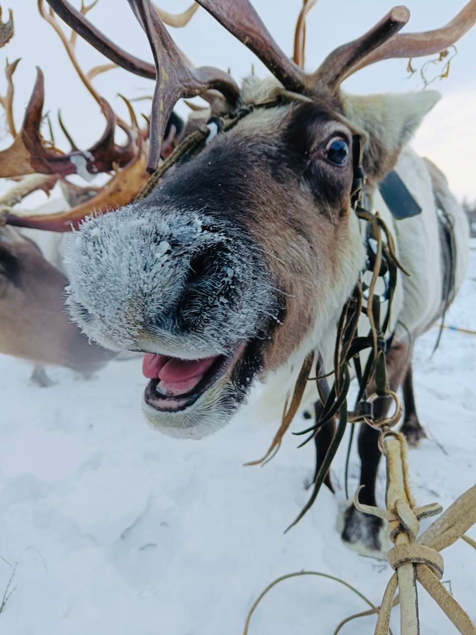 Ямал: ночь в чуме у оленеводов, северное сияние, перемещение на Трэколе, парк Ингилор (3/19)