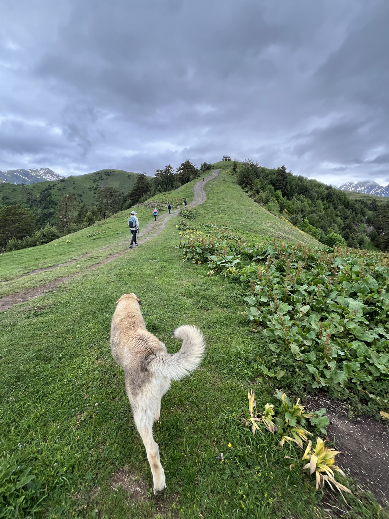 Сванетия. Горные трекинги с комфортом (14/70)