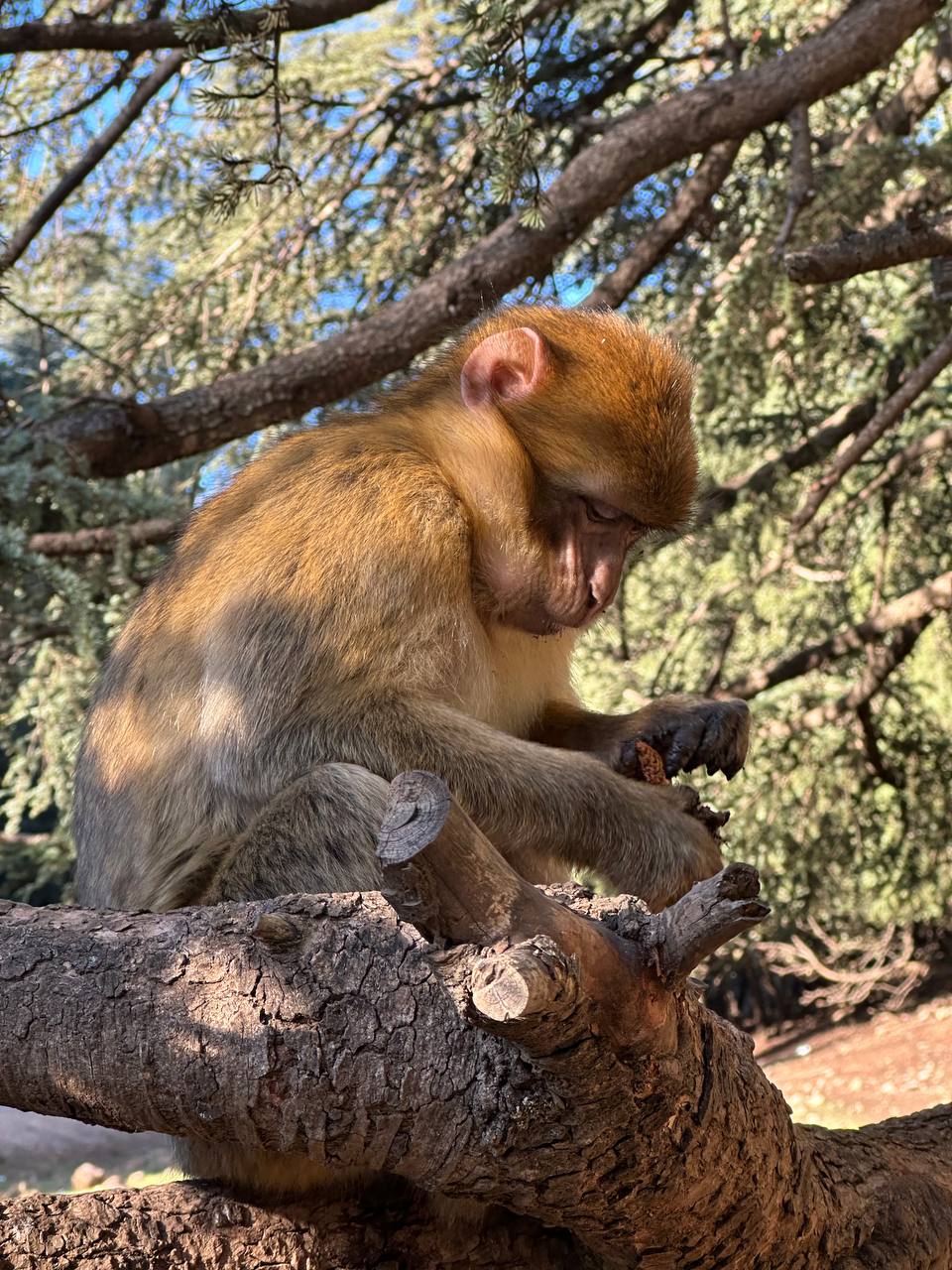 Большое приключение в Королевство Марокко (13/105)