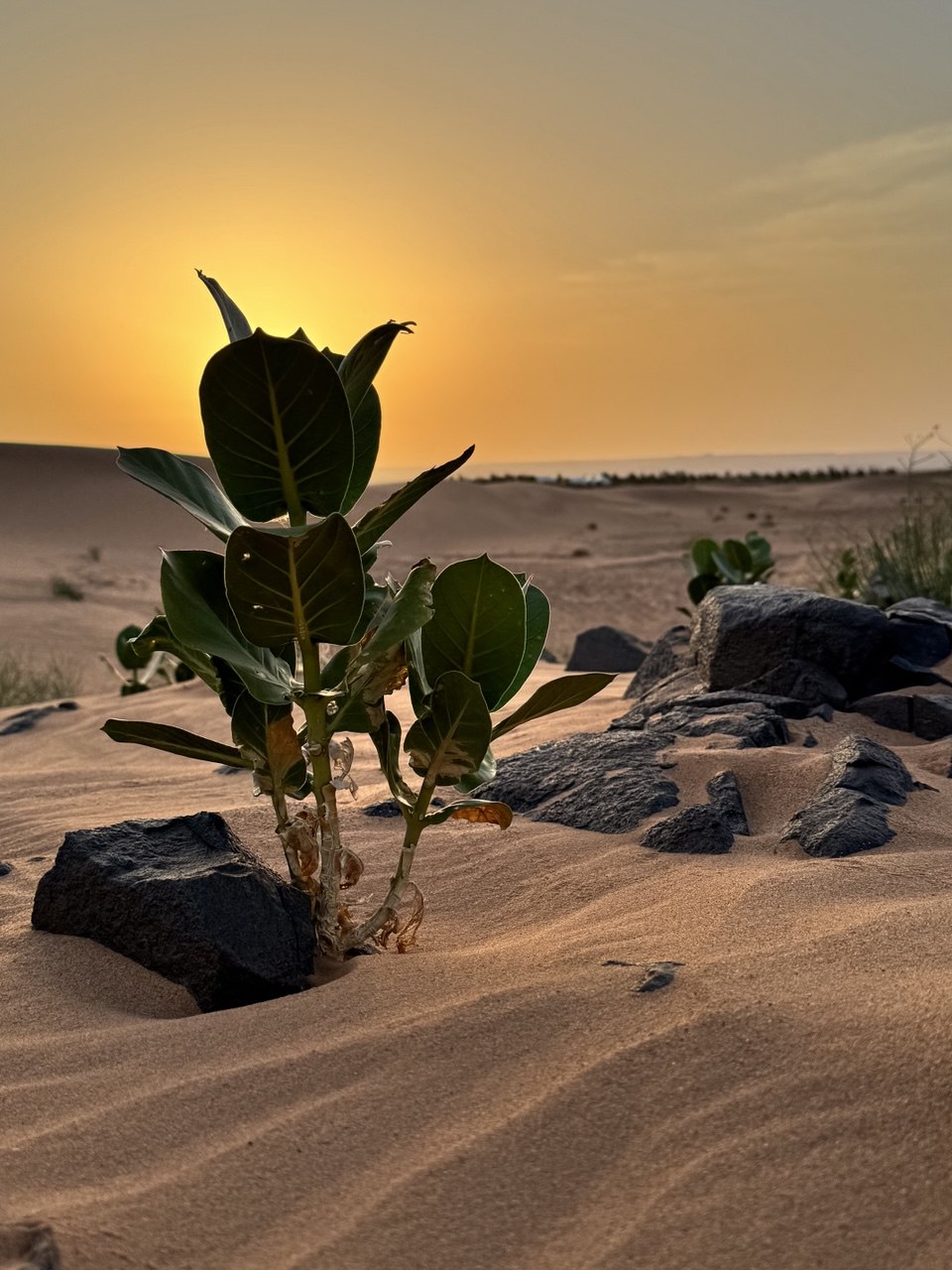 Большое приключение в Королевство Марокко (64/105)
