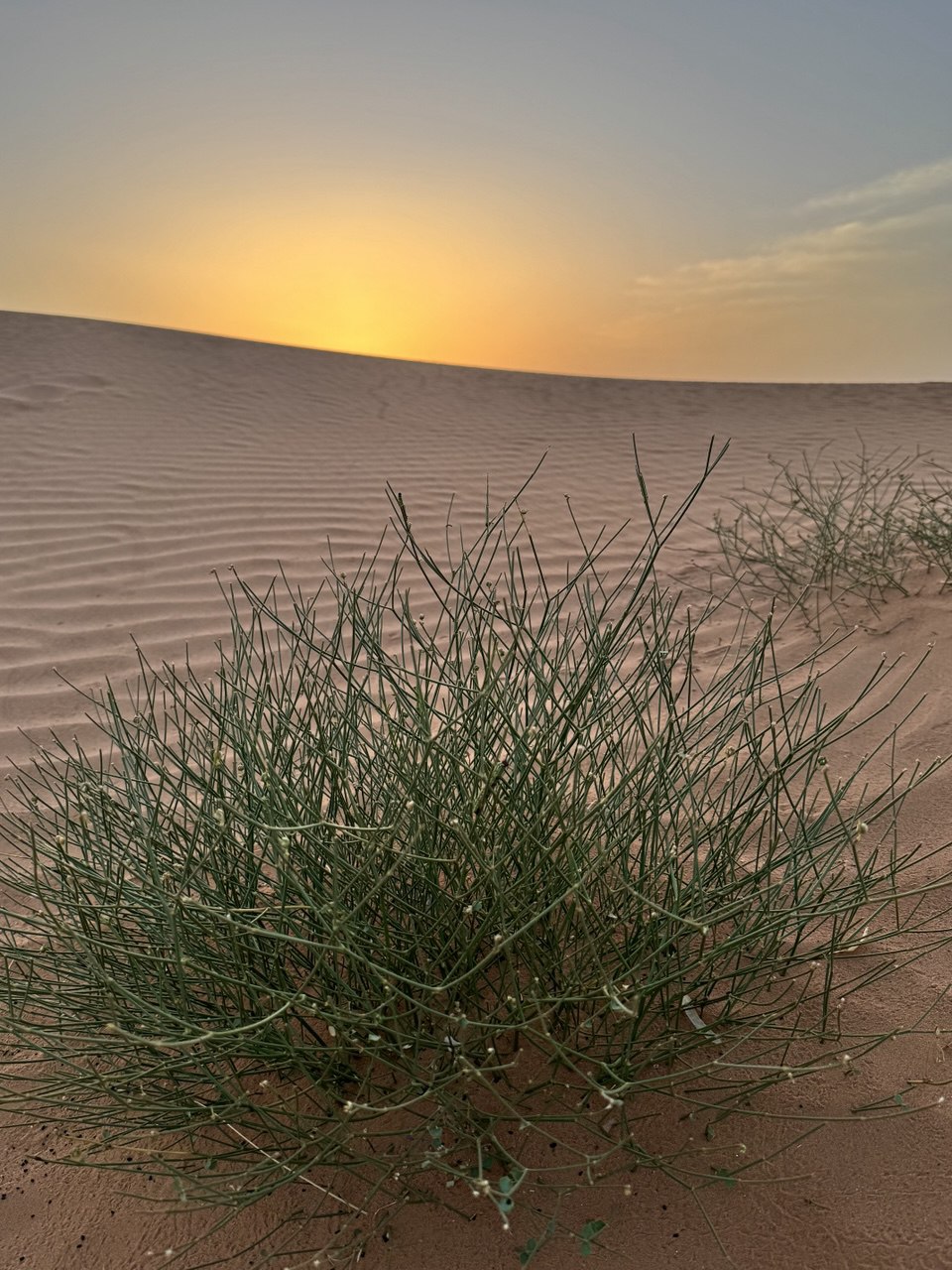 Большое приключение в Королевство Марокко (63/105)