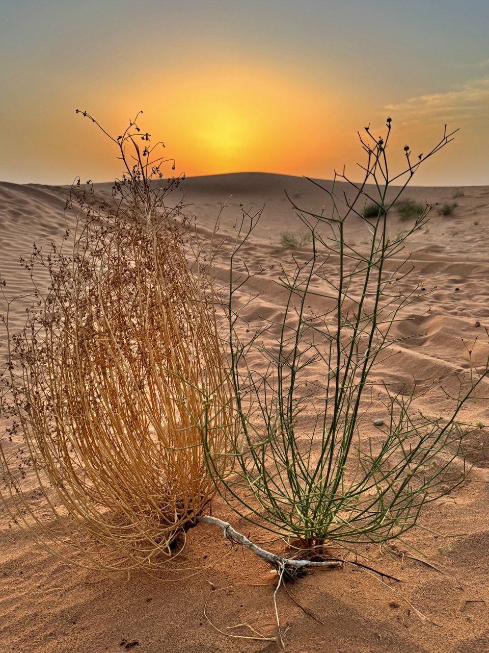 Большое приключение в Королевство Марокко (66/105)