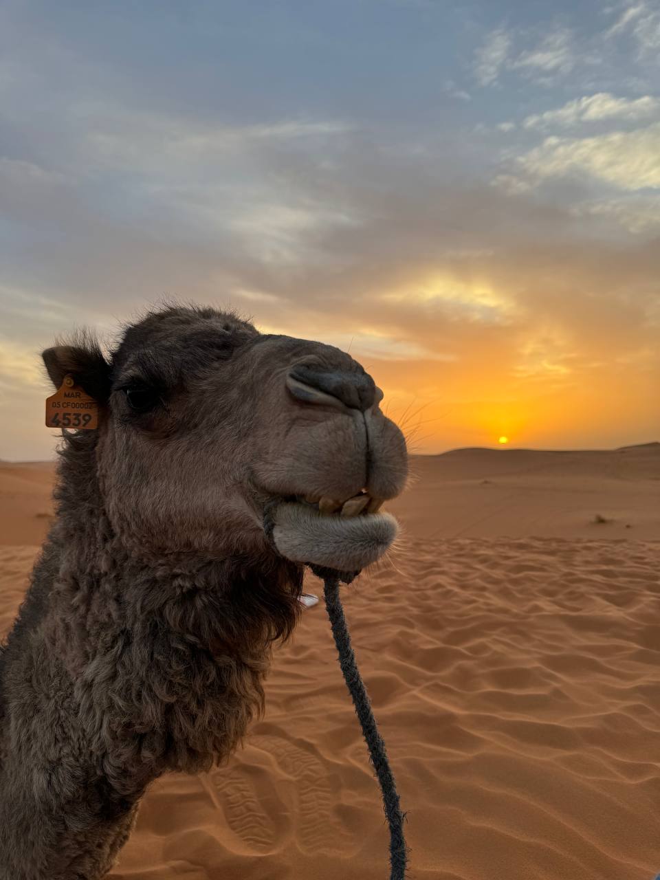 Большое приключение в Королевство Марокко (14/105)