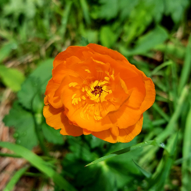 Горный лагерь на Алтае. Ущелье Актру (5/63)