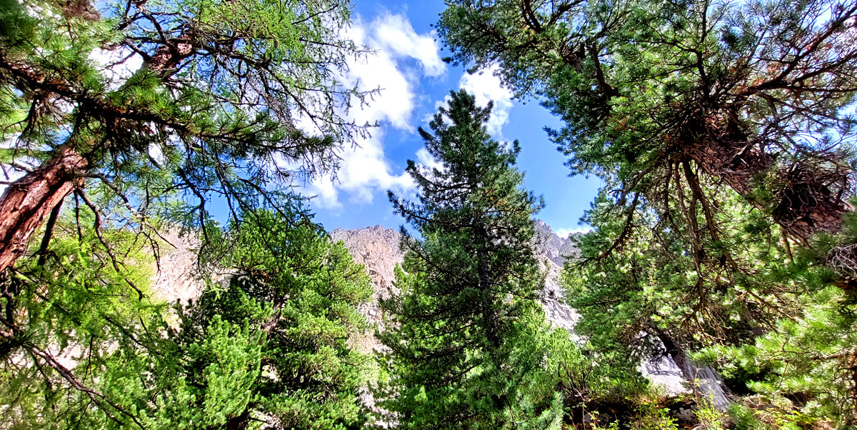 Горный лагерь на Алтае. Ущелье Актру (10/63)