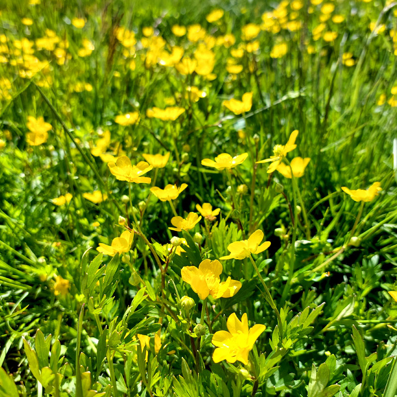 Горный лагерь на Алтае. Ущелье Актру (23/63)