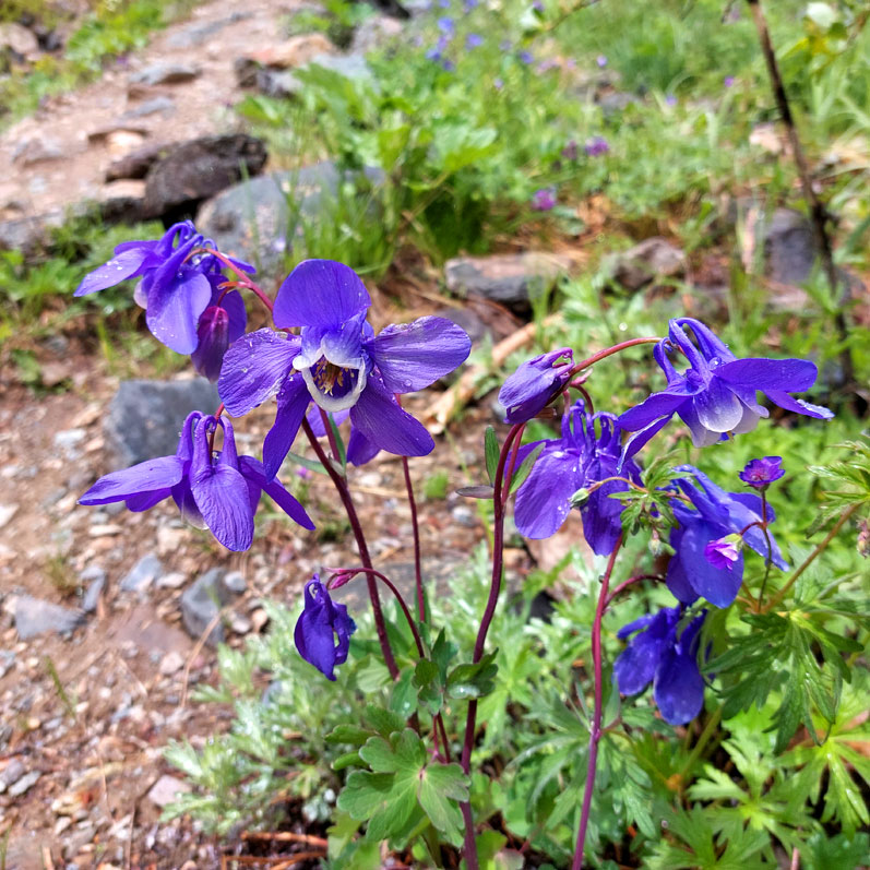 Горный лагерь на Алтае. Ущелье Актру (22/63)