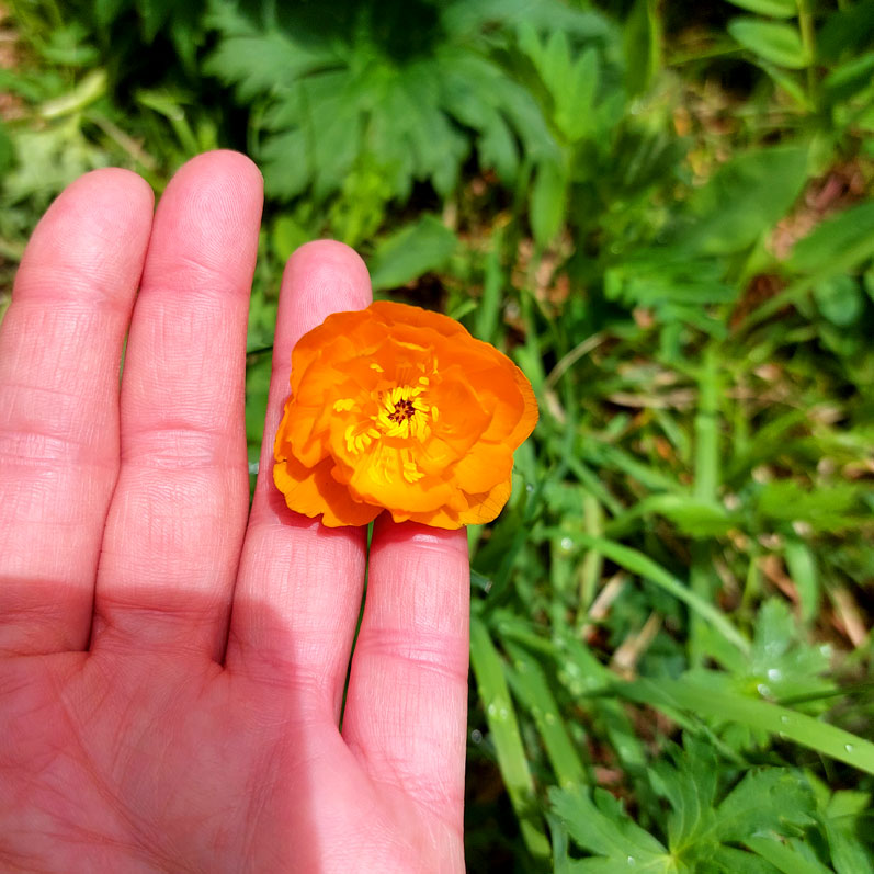 Треккинг на Алтай. Ущелье Актру (7/63)