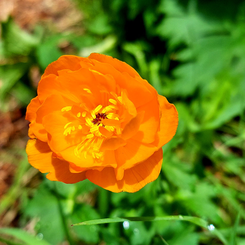 Треккинг на Алтай. Ущелье Актру (23/63)