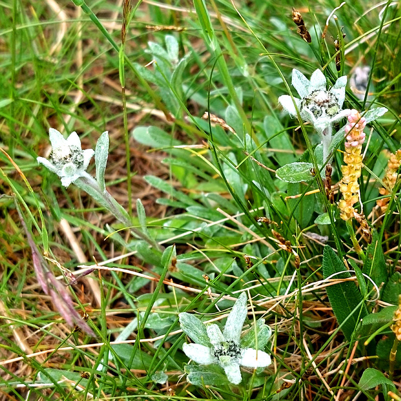 Треккинг на Алтай. Ущелье Актру (20/63)