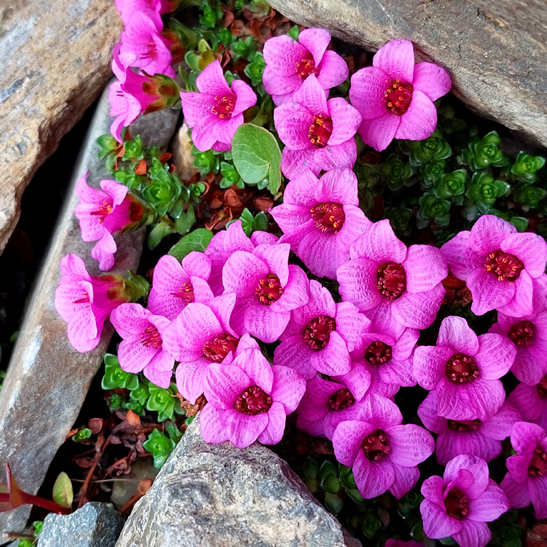 Треккинг на Алтай. Ущелье Актру (24/63)