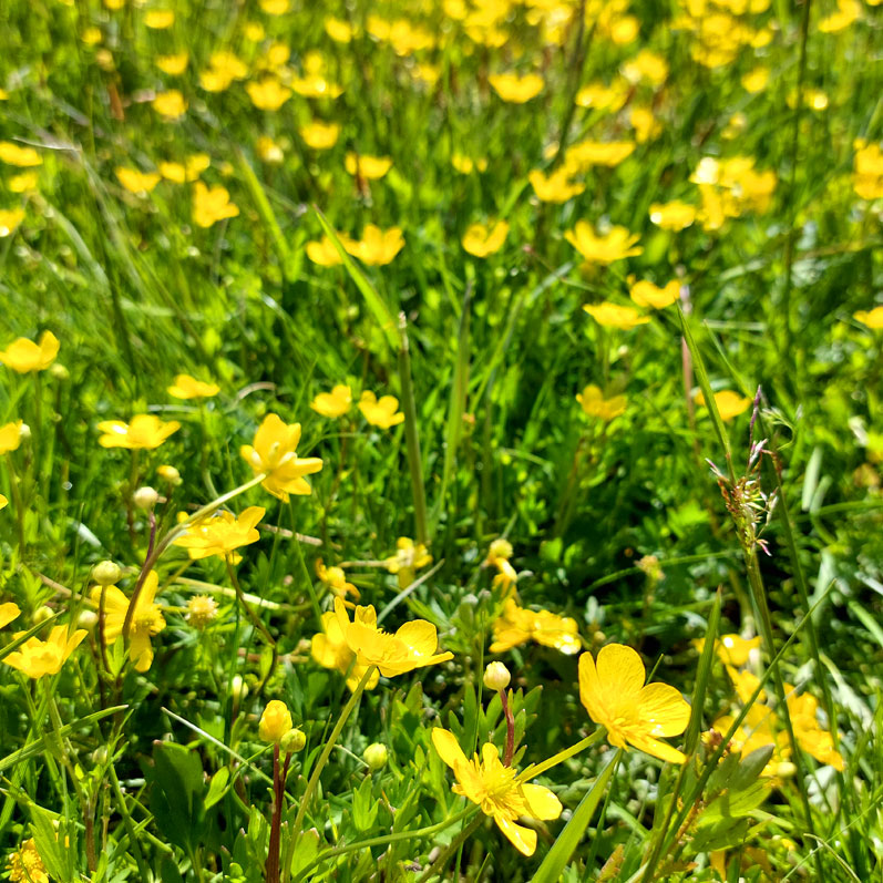 Треккинг на Алтай. Ущелье Актру (19/63)