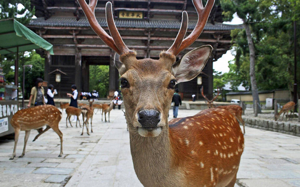 Япония. Красные клены (20/48)