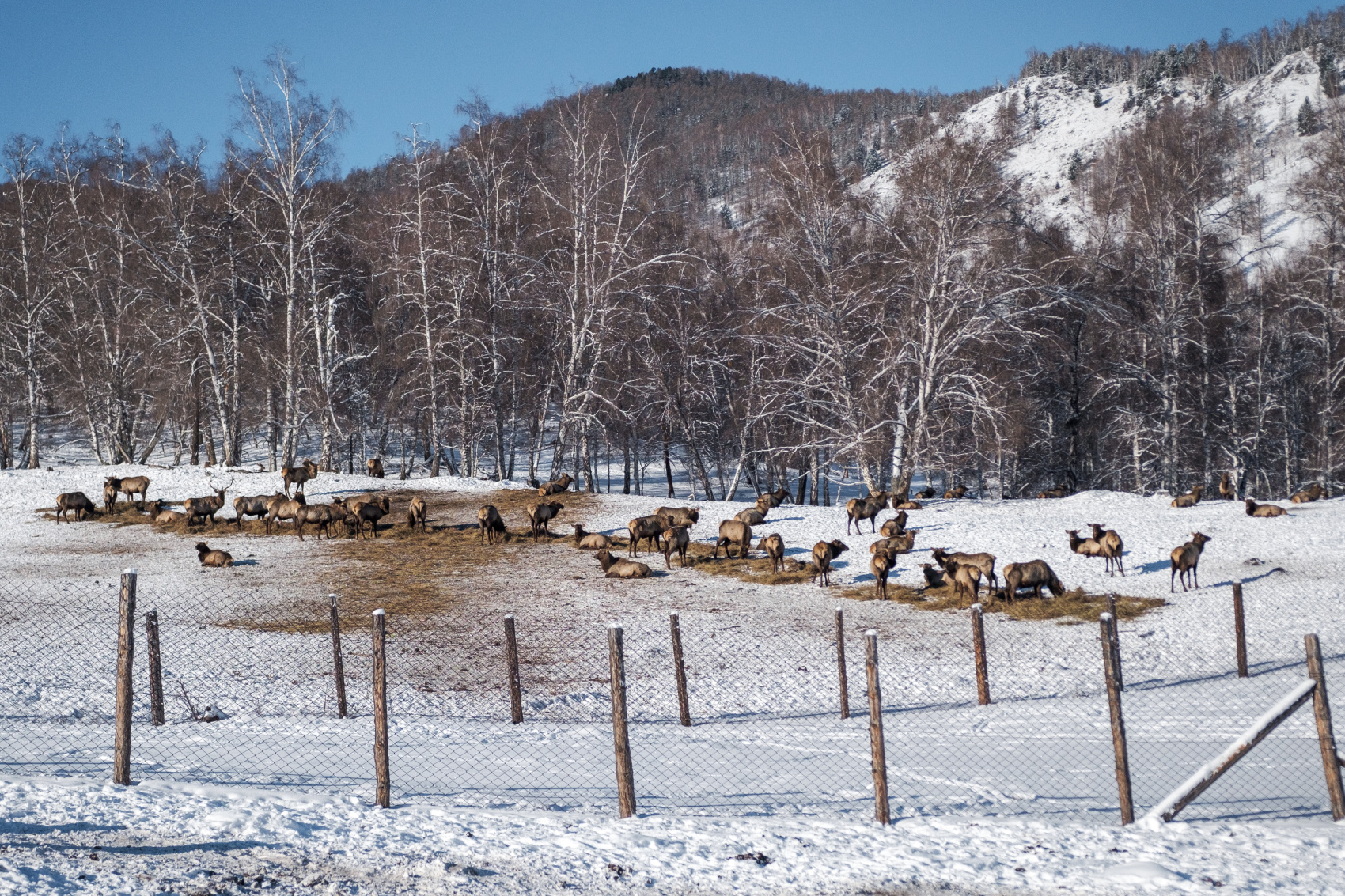 3 Дня Перезагрузки На Алтае (9/32)